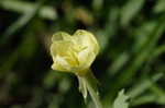 Cutleaf evening-primrose